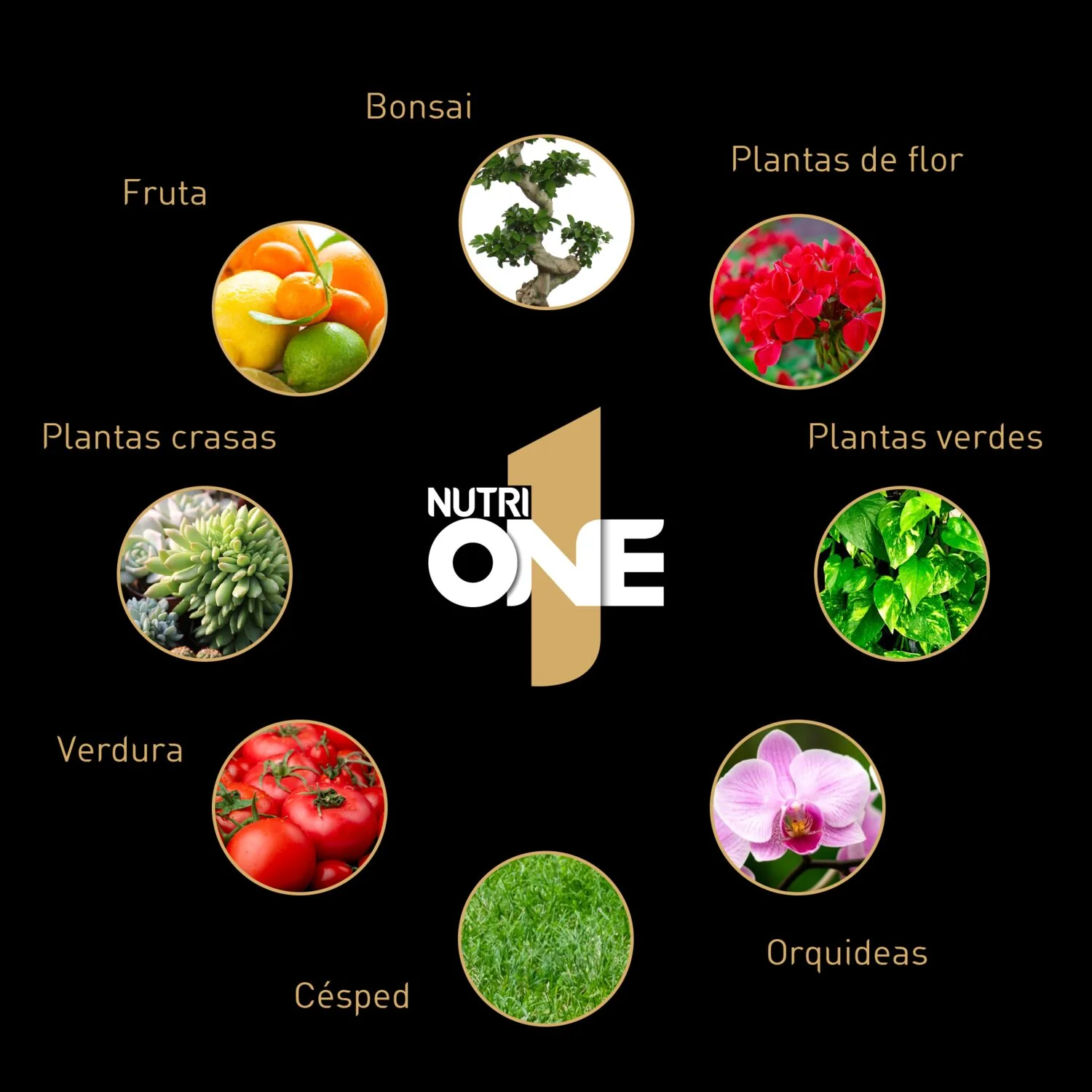 NUTRIONE LÍQUIDO, fertilizante premium para plantas - Image 5
