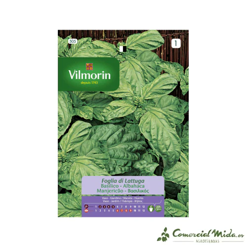 VILMORIN Semillas Albahaca de Hoja de Lechuga