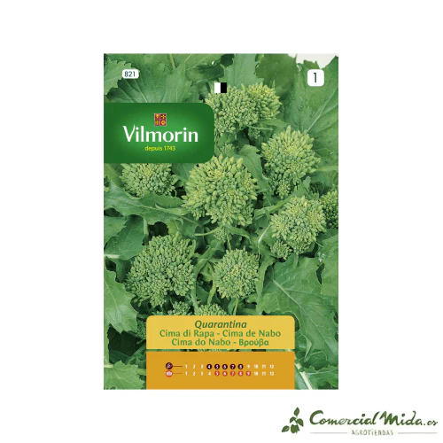 VILMORIN Semillas Cima de Nabo Quarantina