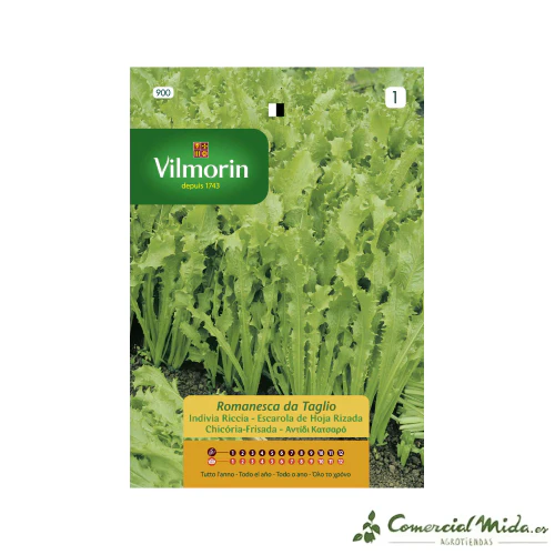 VILMORIN Semillas Escarola de Hoja Rizada Romanesca da Taglio
